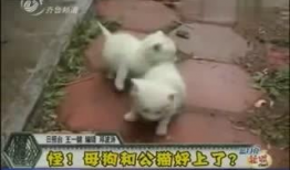 猫配种视频,一场温馨的配种视频大揭秘